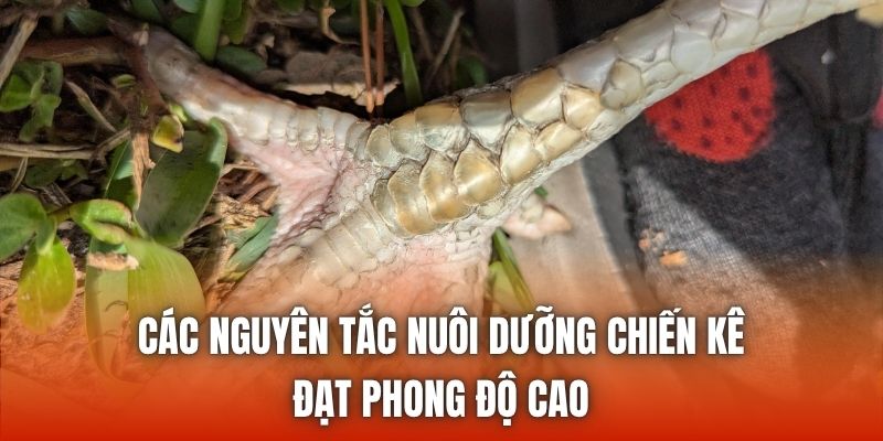 Các nguyên tắc nuôi dưỡng chiến kê đạt phong độ cao