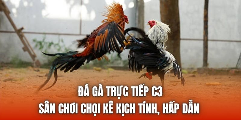 Đá Gà Trực Tiếp C3 | Sân Chơi Chọi Kê Kịch Tính, Hấp Dẫn
