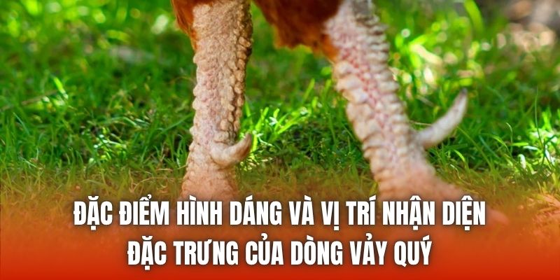 Đặc điểm hình dáng và vị trí nhận diện đặc trưng của dòng vảy quý