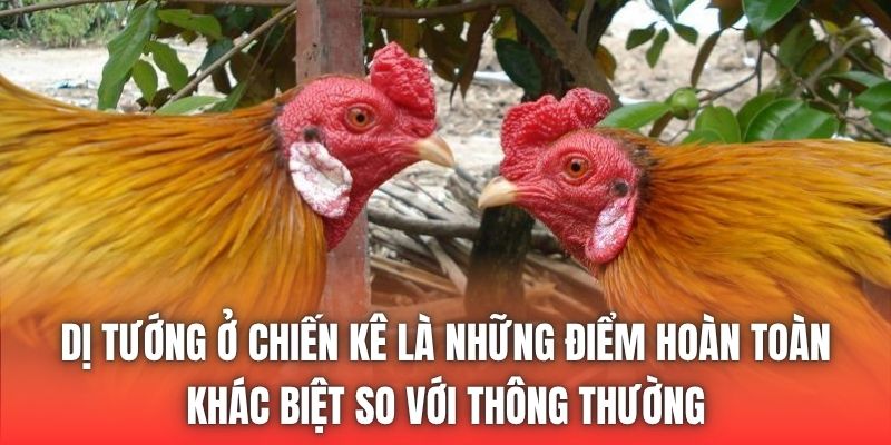 Dị tướng ở chiến kê là những điểm hoàn toàn khác biệt so với thông thường