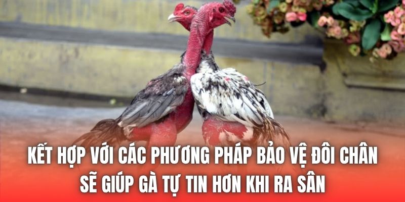 Kết hợp với các phương pháp bảo vệ đôi chân sẽ giúp gà tự tin hơn khi ra sân