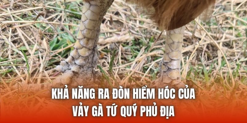 Khả năng ra đòn hiểm hóc của vảy gà tứ quý phủ địa