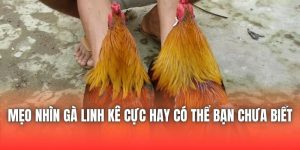 Mẹo Nhìn Gà Linh Kê Cực Hay Có Thể Bạn Chưa Biết