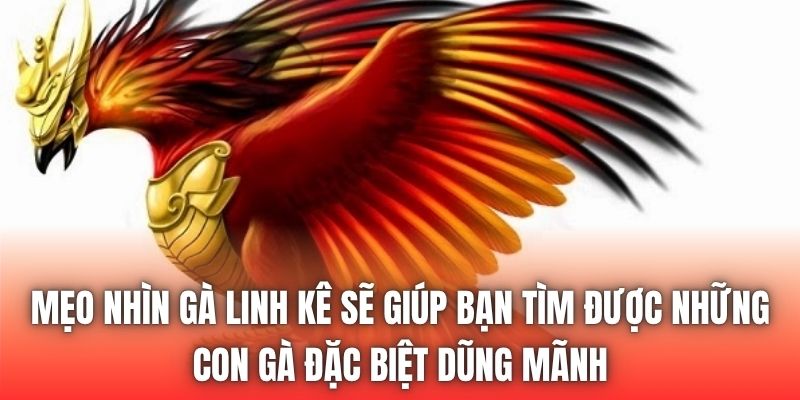 Mẹo nhìn gà linh kê sẽ giúp bạn tìm được những con gà đặc biệt dũng mãnh