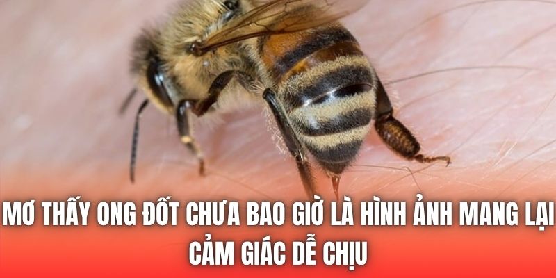 Mơ thấy ong đốt chưa bao giờ là hình ảnh mang lại cảm giác dễ chịu