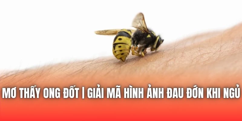 Mơ Thấy Ong Đốt | Giải Mã Hình Ảnh Đau Đớn Khi Ngủ