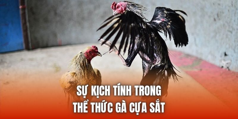 Sự kịch tính trong thể thức gà cựa sắt