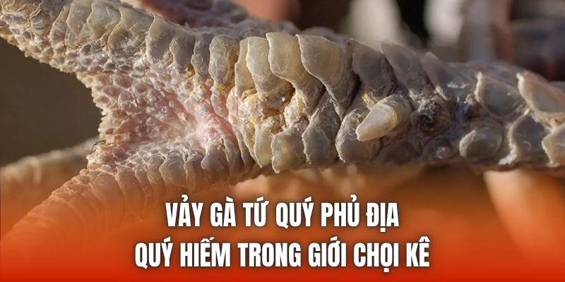 Vảy Gà Tứ Quý Phủ Địa Quý Hiếm Trong giới Chọi Kê