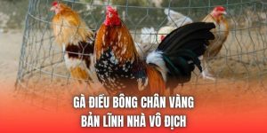 Gà Điều Bông Chân Vàng | Bản Lĩnh Nhà Vô Địch