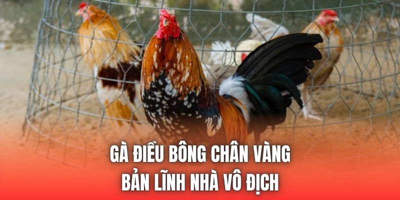 Gà Điều Bông Chân Vàng | Bản Lĩnh Nhà Vô Địch