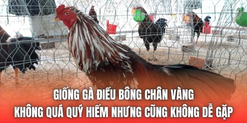 Giống gà điều bông chân vàng không quá quý hiếm nhưng cũng không dễ gặp