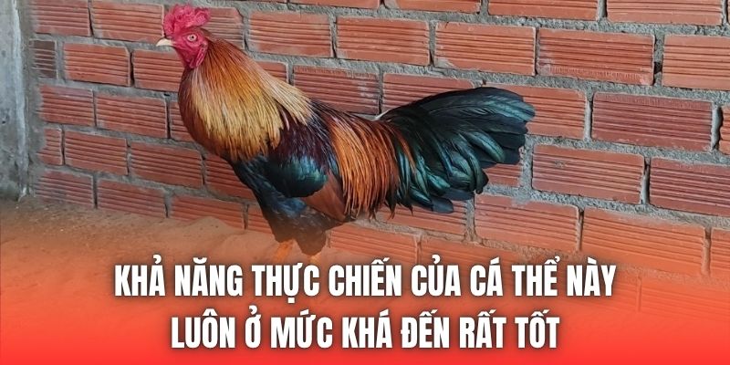Khả năng thực chiến của cá thể này luôn ở mức khá đến rất tốt