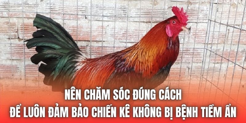 Nên chăm sóc đúng cách để luôn đảm bảo chiến kê không bị bệnh tiềm ẩn